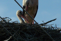 fotopalyazat10_20080719_1335144649