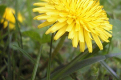 fotopalyazat13_20080719_1181840578