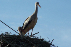 fotopalyazat16_20080719_1343267212