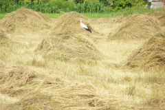 fotopalyazat18_20080719_1567341666