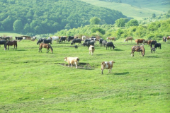 fotopalyazat2_20080719_1849559975