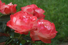 fotopalyazat4_20080719_1580374727