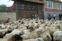 fotopalyazat5_20080719_1554128671