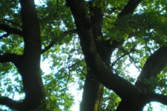 fotopalyazat5_20080719_1824701576