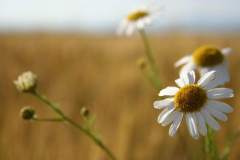 fotopalyazat8_20080719_1351433121