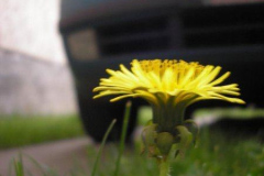 fotopalyazat9_20080719_1757694167