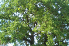 fotopalyazat9_20080719_2001116903