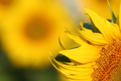 20090626_1031707357_mehecskekre_varva