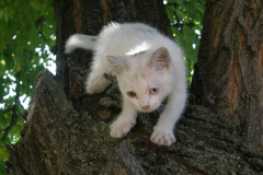 20090626_1059887854_feher_foltocska