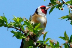 20090626_1161035030_madarlesen