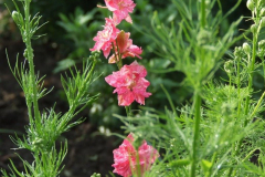 20090626_1184436626_vidam_virag