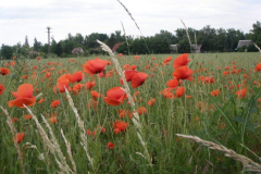 20090626_1227605961_pipacsok