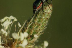 20090626_1251720609_magasles