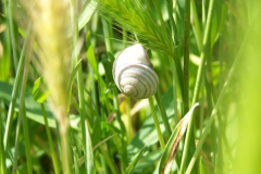 20090626_1345027640_a_dzsungelben