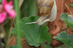 20090626_1352160509_a_csiga_reggelije