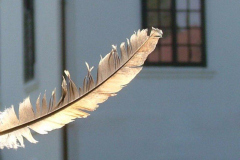 20090626_1565812962_madartoll