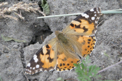 20090626_1610879728_pillango