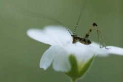 20090626_1728843784_rovarka