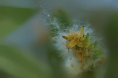 20090626_1836980875_pehelyben
