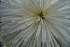 20090626_1841892308_krizantem