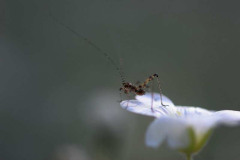 20090626_1901027445_rovarka2