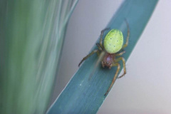 20090626_1973750734_icus