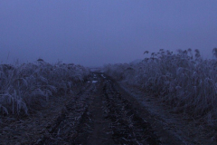 20090626_2004518103_fogacsi_alkonyat