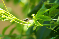 20090626_2030648751_a_legy