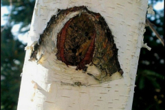 20090626_2054540057_szem